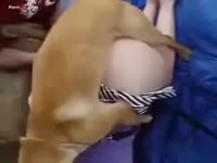 Zoofilia lover having outdoor dog sex